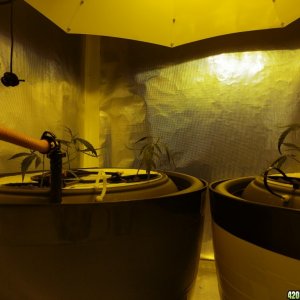 Amnesia grow