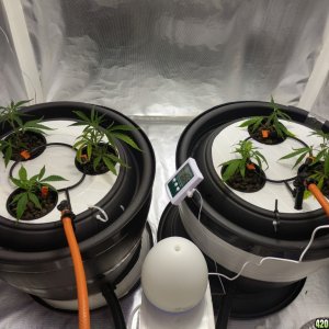 Amnesia grow