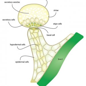 Trichome Anatomy