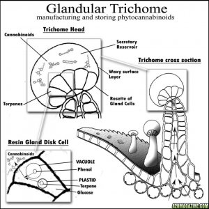 Trichome Anatomy