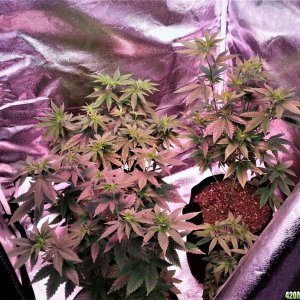 Myco-Tek Seed Co. Gorilla Dawg front, Hell Monkey left rear, Chem91ix right