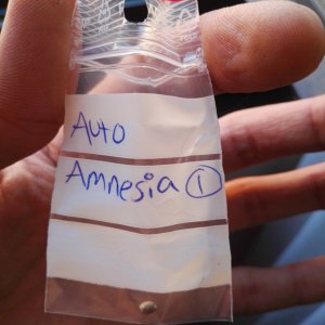 Auto Amnesia Haze Outdoor