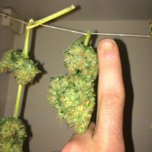 We don't do diet bud round here ;) Kiwi Skunk lower branch bud