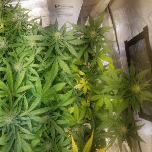 Auto Grow