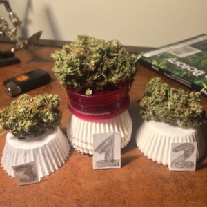 The Bud Olympics. Lemon Sour Diesel Medal Spree