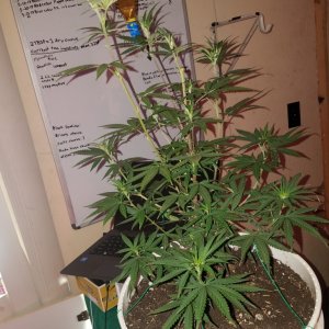 Organic purple kush clone