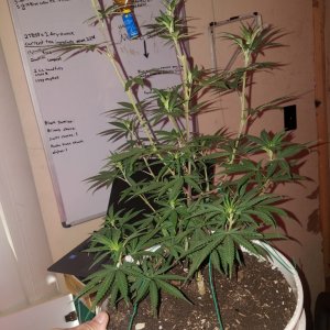 Organic purple kush clone