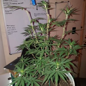 Organic purple kush clone