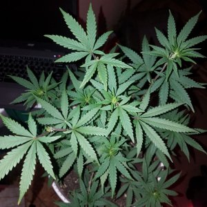 Organic purple kush top view