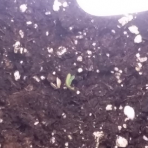 Sprout day 5