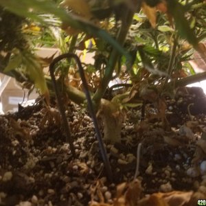 Auto Grow