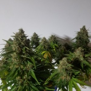 Auto Grow