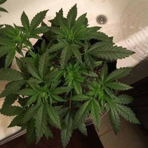 First grow