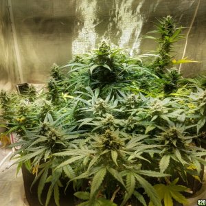 Auto Grow