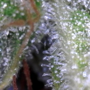 Blueberry (small tester nug) and its trichomes