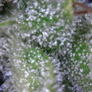 Blueberry (small tester nug) and its trichomes