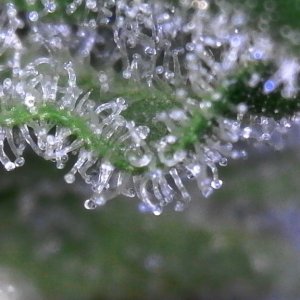 Blueberry (small tester nug) and its trichomes