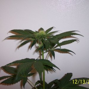 New grow cfl/soil