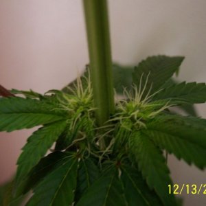 New grow cfl/soil