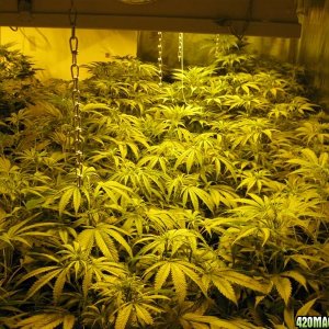 3600 watt grow