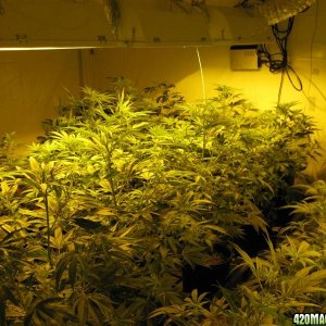 3600 watt grow