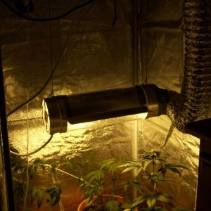 New grow cfl/soil