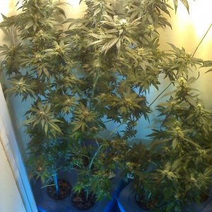 Aug-Oct_grow_09