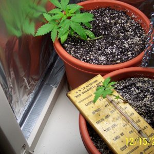 New grow cfl/soil