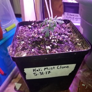 Organic Kali Mist Clone