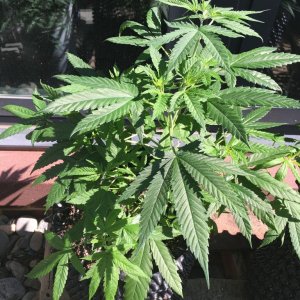 CB Dutch Treat Plants