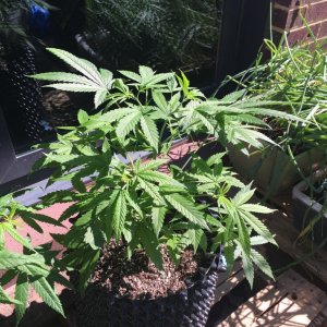 CB Dutch Treat Plants