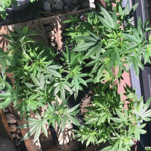 CB Dutch Treat Plants