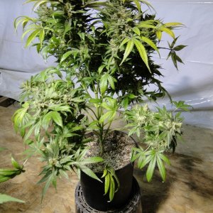 Organic Jilly Bean-Pheno #4/Harvest Day-6/2/17