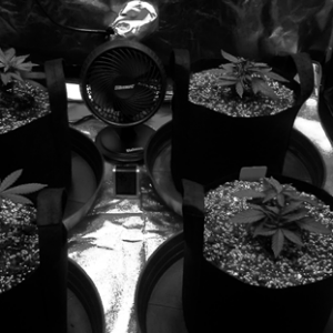 B&W photos- Cannabis plants