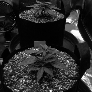 B&W photos- Cannabis plants