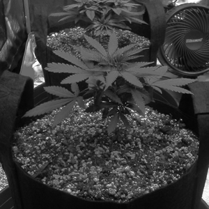 B&W photos- Cannabis plants