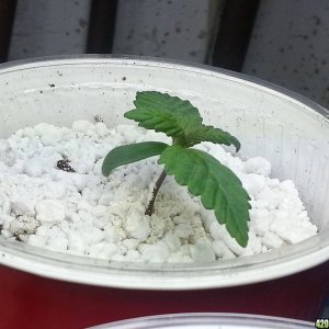 Blueberry day 7