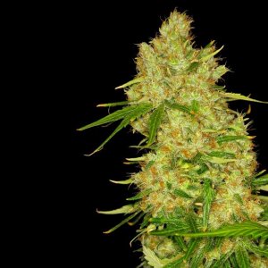 Dready Cannabisseeds - feminized weed seeds