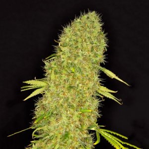 Dready Cannabisseeds - feminized weed seeds