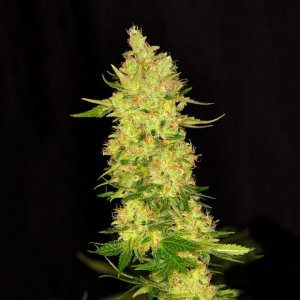 Dready Cannabisseeds - feminized weed seeds