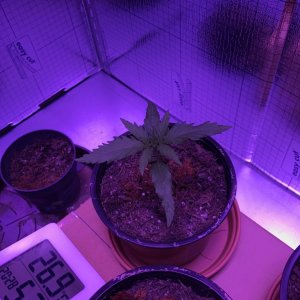 Grow Journal