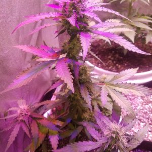 Los mix blueberry auto