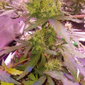 Los mix blueberry auto