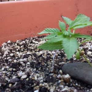 Early LST Blueberry 2