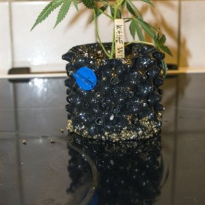 Modified Airpot - Cloning in soil test