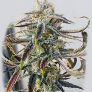 Jenny Kush (RareDankness Seeds) cannabisseeds - regular