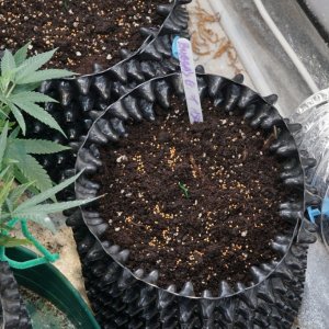 veg tent and seedlings