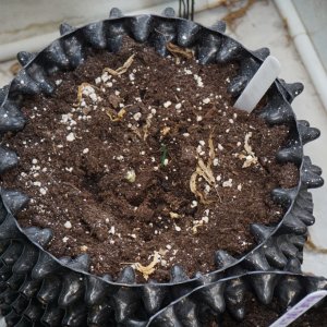 veg tent and seedlings