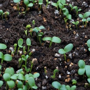 veg tent and seedlings