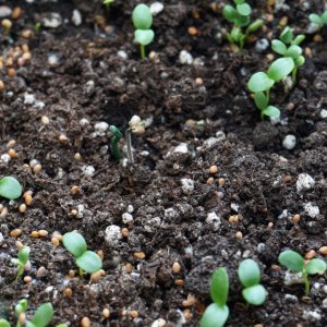 veg tent and seedlings